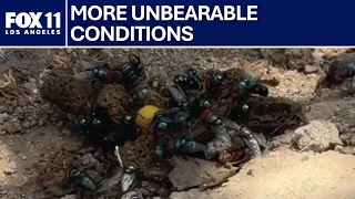 Boyle Heights residents continue to battle flies, rodents after Lineage warehouse fire