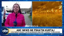 ABC News në fshatin Kurtaj/ 4 mijë rrënjë kanabis u gjetën në banesën e drejtorit të burgut