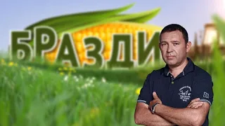 БРАЗДИ - 20.09.2026 - BRAZDI - Проблеми со откуп на грозје и пиперки