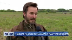 Radar - Harcias ragadozómadarak a nagyvárosokban - HÍR TV