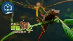 【大自然逐樣解4】第10集《香港螈居民》預告