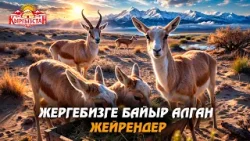 Жергебизге байыр алган жейрендер // Керемет өлкөм
