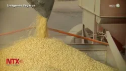Consultora registra importación de maíz blanco para consumo en México; alerta a tortilleros
