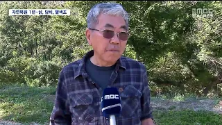 R] 1 Year After the Gounsa Temple Forest Fire... Endangered Species Return as Nature Recovers