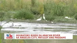 Migratory birds sa Abacan River sa Angeles City, patuloy ang pagdami | CLTV36 News Clip Migratory birds sa Abacan River sa Angeles City, patuloy ang pagdami | CLTV36 News Clip