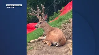 Neighbors report increase in deer, owls and other wildlife during Claremont Fire