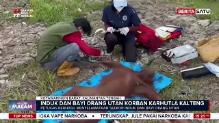 Induk dan Bayi Orangutan Korban Karhutla Kalteng#BeritasatuMalam