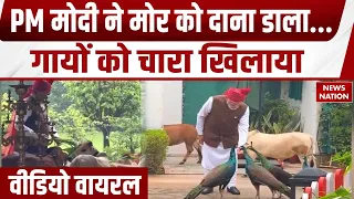 PM Modi New Video: पीएम मोदी का मोर और गायों के साथ दिखा खास पल | ये अंदाज जीत लेगा दिल