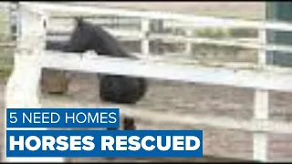 5 Friesian horses rescued from neglect need Maine homes