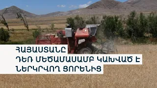 Ցորենի արտադրության ծավալները նվազել են. ի՞նչ կանի կառավարությունը