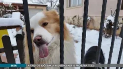 A fagyos időszak a kedvenceket is próbára teszi - 2026.01.06.