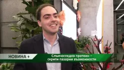 Новина плюс: Слънчогледов протеин – скрити пазарни възможности