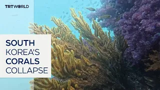 Soaring temperatures threaten South Korea’s coral ecosystem