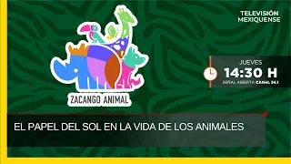 The Role of the Sun in Animal Life | Zacango Animal | 06-25-2026