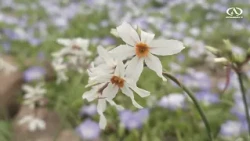 CONAF calls for protection of the Flowering Desert in Antofagasta