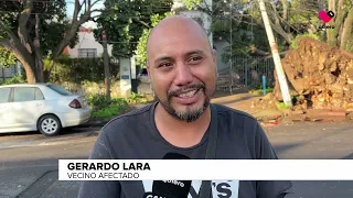 92 trees fell due to rain in the Guadalajara Metro Area
