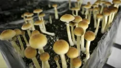 Preview: How are mushroom dispensaries able to operate in B.C.?