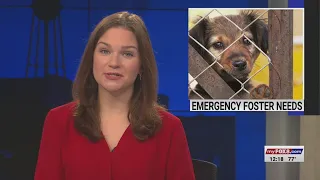 Guilford County Animal Services seeking short-term dog fosters as they undergo kennel renovations