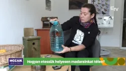 Hogyan etessük helyesen madarainkat télen? – Mozaik