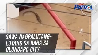 Sawa nagpalutang-lutang sa baha sa Olongapo City | TV Patrol