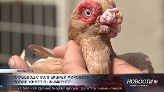 Pigeon fancier with a world-class collection lives in Shymkent