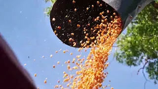 Marcos Juárez: Current state of the corn harvest in the region. More details