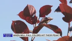 Ready for fall foliage? Here's when Chicago could see peak colors