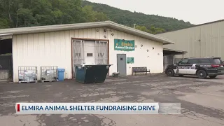 Elmira salon raises funds for animal shelter after shutdown