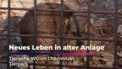 Historische Bärenanlage wird wieder zum Publikumsmagneten Historische Bärenanlage wird wieder zum Publikumsmagneten