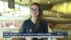 China opens market for Brazilian pork offal