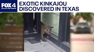 Exotic animal discovered in North Richland Hills
