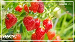 SC family farm sees rising costs as war on Iran continues