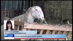 Βόλος Οργή κτηνοτρόφων κατά Τσιάρα 230126