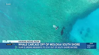 DLNR warns public of humpback whale carcass off Molokai’s south shore