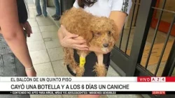 📢LALI, THE POODLE THAT SURVIVED A FALL FROM A 5TH FLOOR