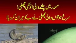 Strange Fish Walks on the Ocean Floor | Nawaiwaqt |