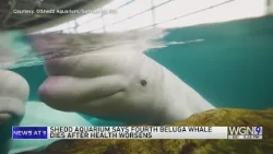 Fourth rescued beluga whale dies at Shedd Aquarium