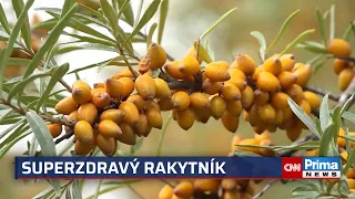 Rakytník je superpotravina plná vitamínu C. Díky jednoduchému grifu je samosběr hračka