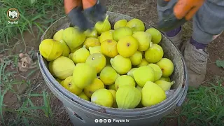 ئیدارەی ڕاپەرین - وەرزی پێگەیشتنی هەنجیر