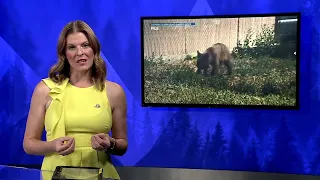 Bear euthanized after attacking angler in Jefferson County