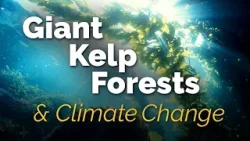 Hold Fast: Envisioning Climate Change through the Art and Science of our Local Giant Kelp Forests