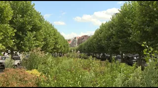 Réaménagement de l’avenue Louis Bertrand : une centaine d’arbres menacés d’abattage