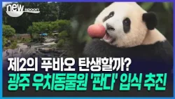 [뉴스푼] 제2의 푸바오 탄생할까? ··· 광주 우치동물원, 비수도권 최초 판다 입식 추진 #판다 #광주 #우치동물원 #판다입식추진 #푸바오