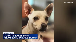Small dog taken by coyote in north suburbs presumed dead, officials say