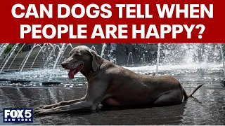 New study suggests dogs can tell when humans are happy