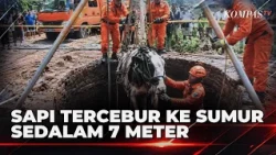 Bull Falls Into 7-Meter Deep Well in Blora, Rescue Takes 1.5 Hours | BERUT