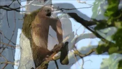 Lentekriebels (Natuurlijk! 30-03-2026)