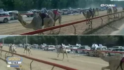 الأصايل | مهرجان المرموم التراثي - اليوم التاسع