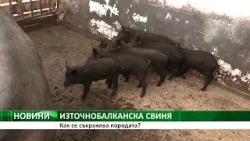 ИЗТОЧНОБАЛКАНСКА СВИНЯ: Как се съхранява породата?