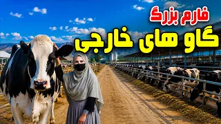 A Look at a Foreign Cattle Farm, Freshta Azimi Reports/نگاهی به فارم گاوهای خارجی، گزارش فرشته عظیمی